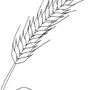 Как Нарисовать Пшеницу