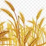 Пшеничное Поле Рисунок