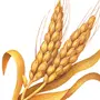 Категория Пшеница