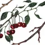 Ветка вишни рисунок