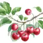 Ветка вишни рисунок