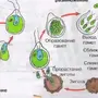 Рисунок одноклеточной водоросли