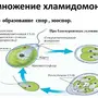 Рисунок одноклеточной водоросли