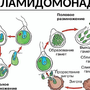 Рисунок одноклеточной водоросли