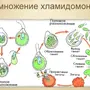 Рисунок одноклеточной водоросли