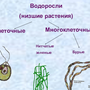 Категория Водоросли