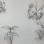 Рисунки растений карандашом