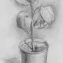 Рисунки растений карандашом