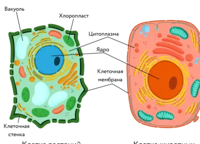 Рисунок растительной клетки с обозначениями