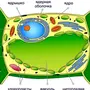 Рисунок растительной клетки с обозначениями