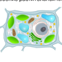 Рисунок растительной клетки с обозначениями