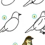 Как Нарисовать Птицу