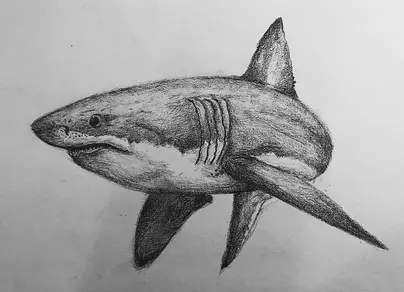 Акула картинка рисунок