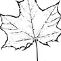 Рисунки на маленьких листочках