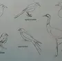 Перелетные Птицы Рисунок