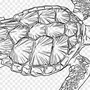 Черепаха рисунок