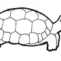 Черепаха Рисунок