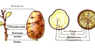 Строение картофеля рисунок