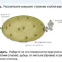 Строение картофеля рисунок