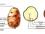 Строение картофеля рисунок