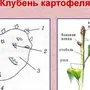 Категория Овощи