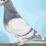 Рисунок арно голубь