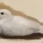 Рисунок арно голубь