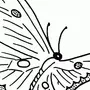 Рисунок Бабочек Распечатать