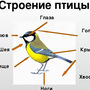 Внешнее строение птицы рисунок