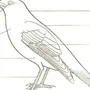Внешнее Строение Птицы Рисунок