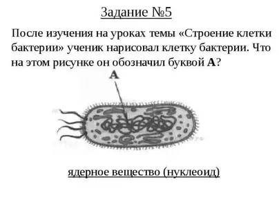 Бактерия рисунок по биологии