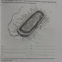 Бактерия Рисунок По Биологии