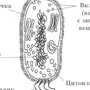 Бактерия рисунок по биологии