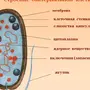 Бактерия рисунок по биологии