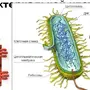 Бактерия рисунок по биологии