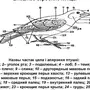 Категория Птицы