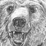 Бурый Медведь Рисунок