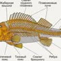 Рисунок рыбы биология 7 класс