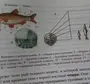 Рисунок Рыбы Биология 7 Класс