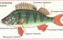 Рисунок рыбы биология 7 класс