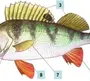 Рисунок Рыбы Биология 7 Класс