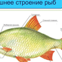 Категория Рыбы