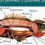 Рисунок рыбы биология 7 класс