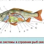 Внутреннее строение рыбы рисунок