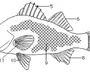 Внутреннее Строение Рыбы Рисунок