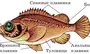 Внутреннее Строение Рыбы Рисунок