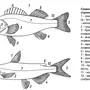 Внутреннее строение рыбы рисунок