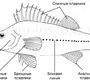Внутреннее строение рыбы рисунок
