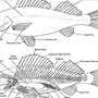 Внутреннее строение рыбы рисунок