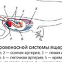 Внешнее Строение Ящерицы Рисунок